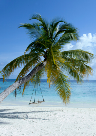Palm tree on the beach, representing relaxation with sedation dentistry for routine care or a root canal